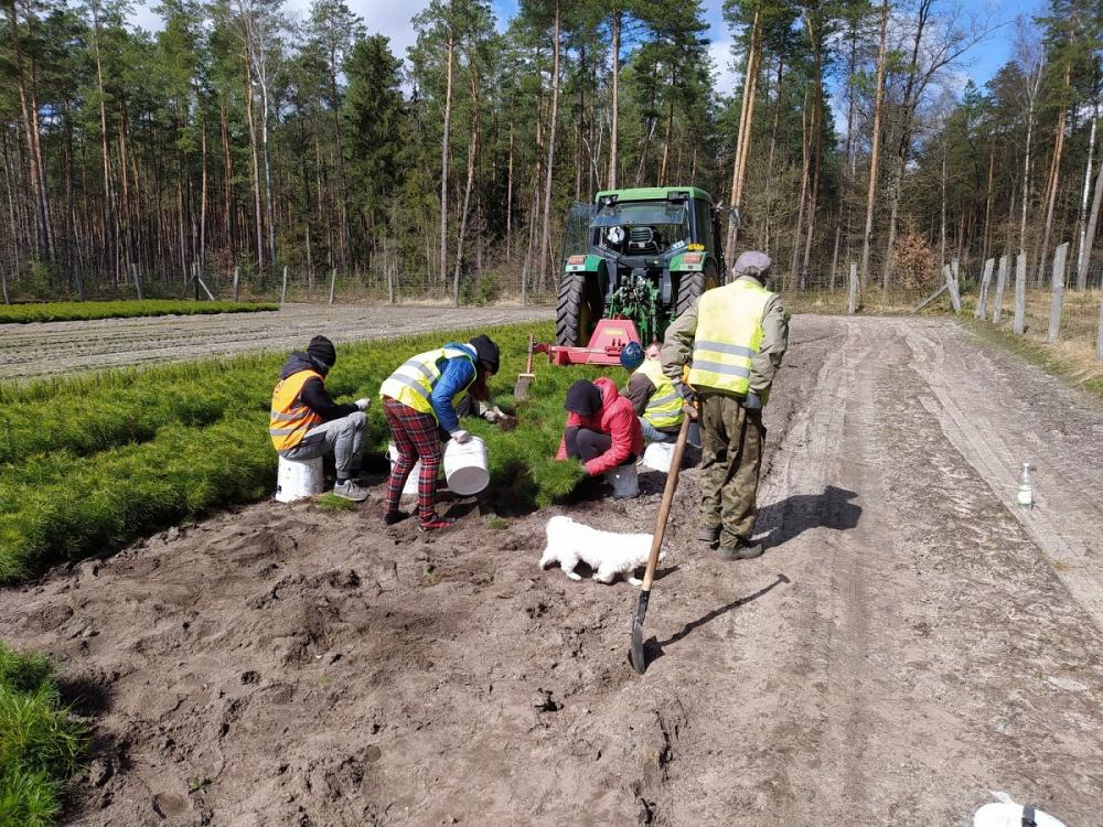 Leśnicy zaplanowali posadzenie 22 mln nowych drzew. Wszystko w tym roku (zdjęcia)