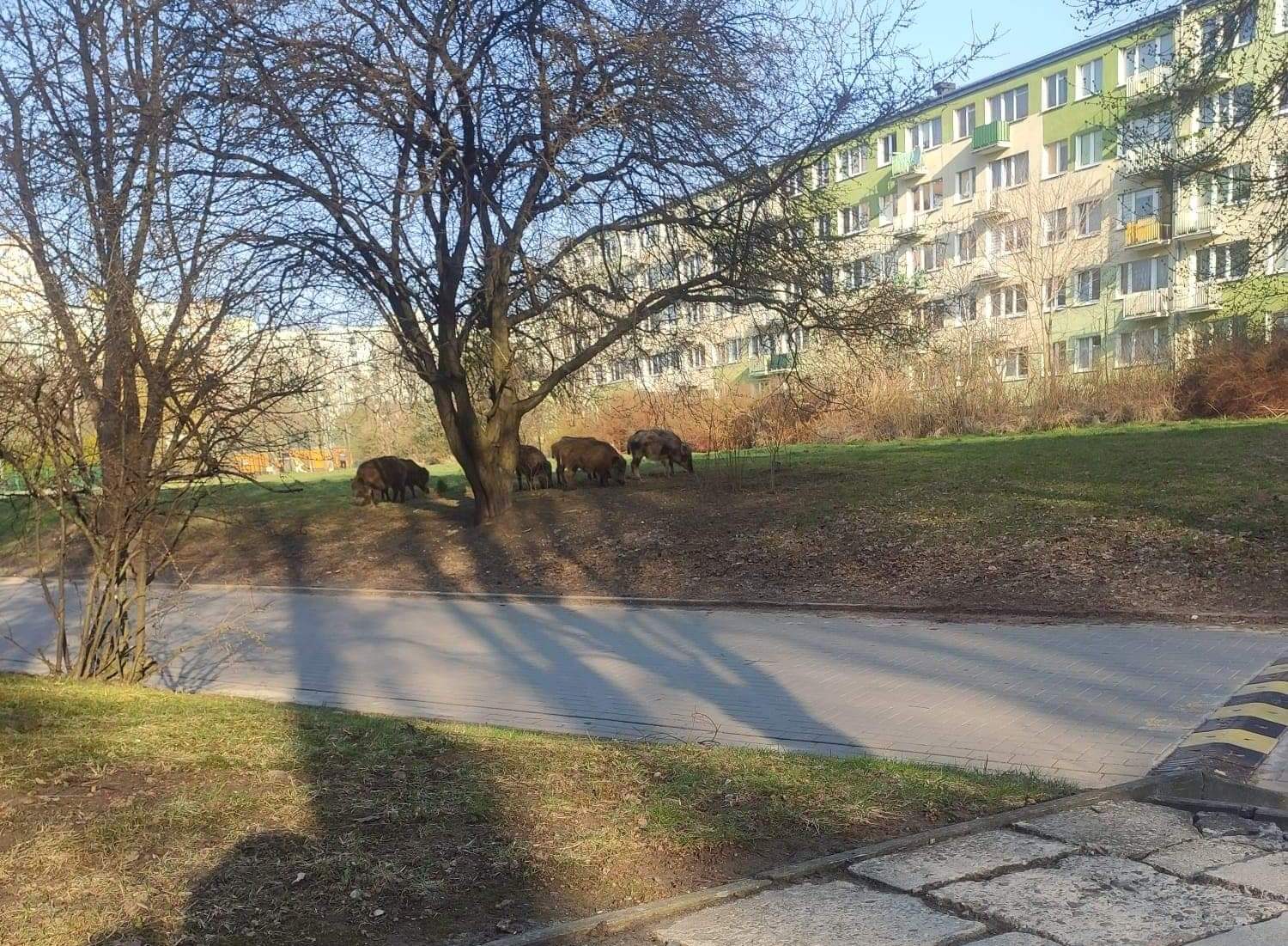 Wyszła z psem na spacer, napotkała spore stado dzików (wideo, zdjęcia)