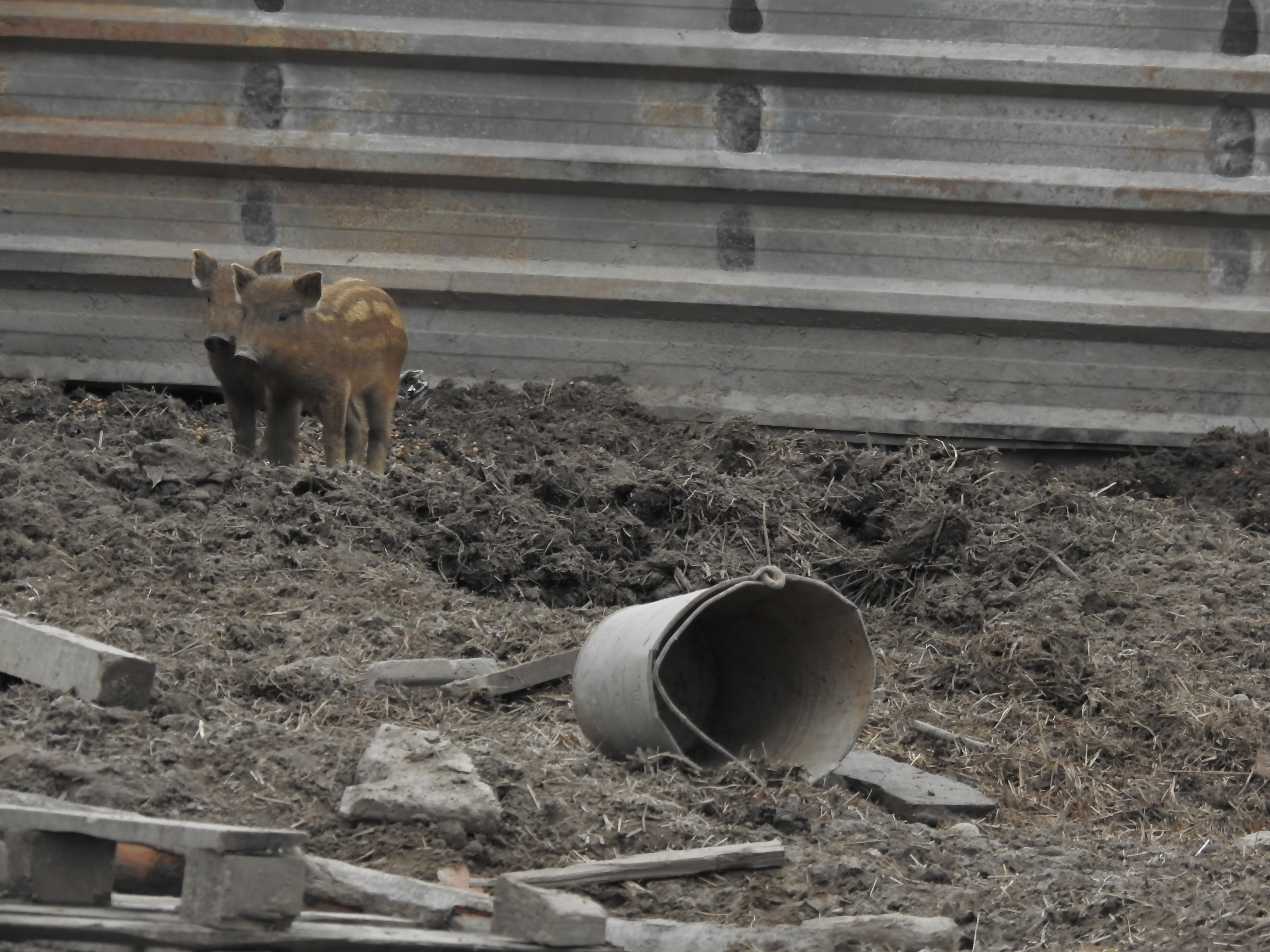 Nielegalna hodowla dzików. Interweniowali funkcjonariusze Państwowej Straży Łowieckiej (zdjęcia)