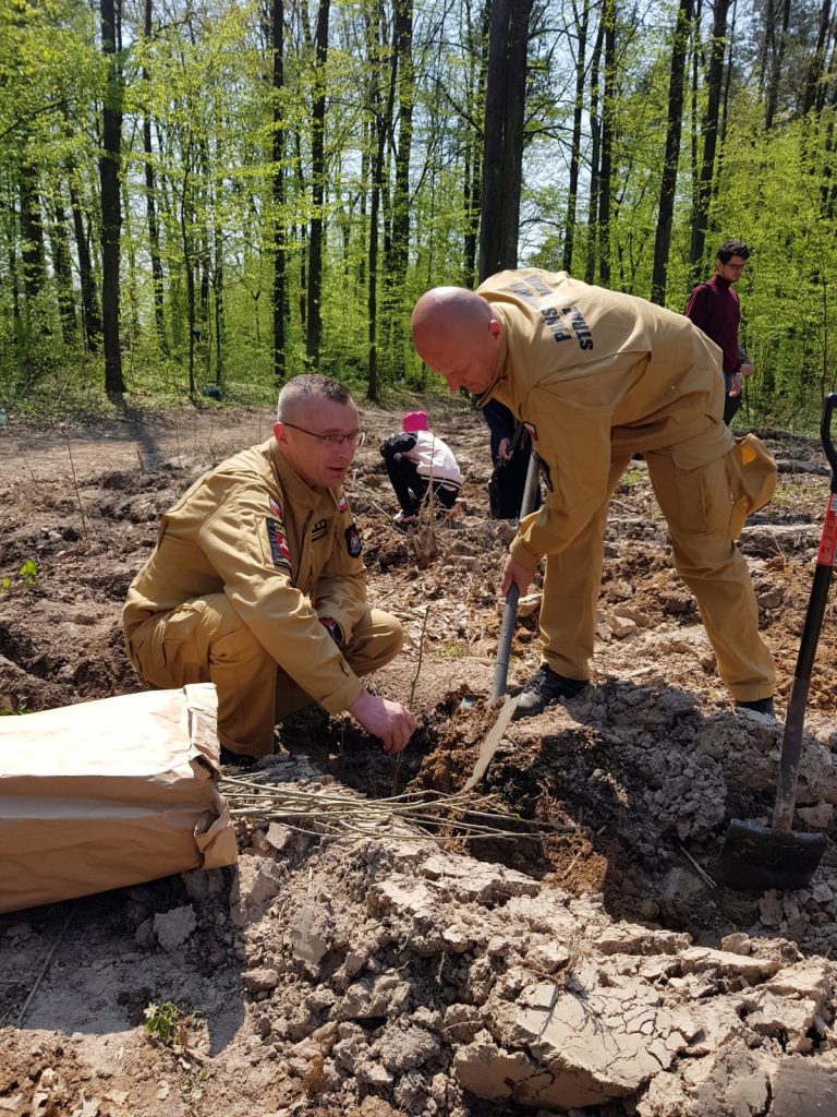 Łączą nas drzewa: W Starym Gaju posadzili 1800 dębów. A to dopiero początek (zdjęcia)