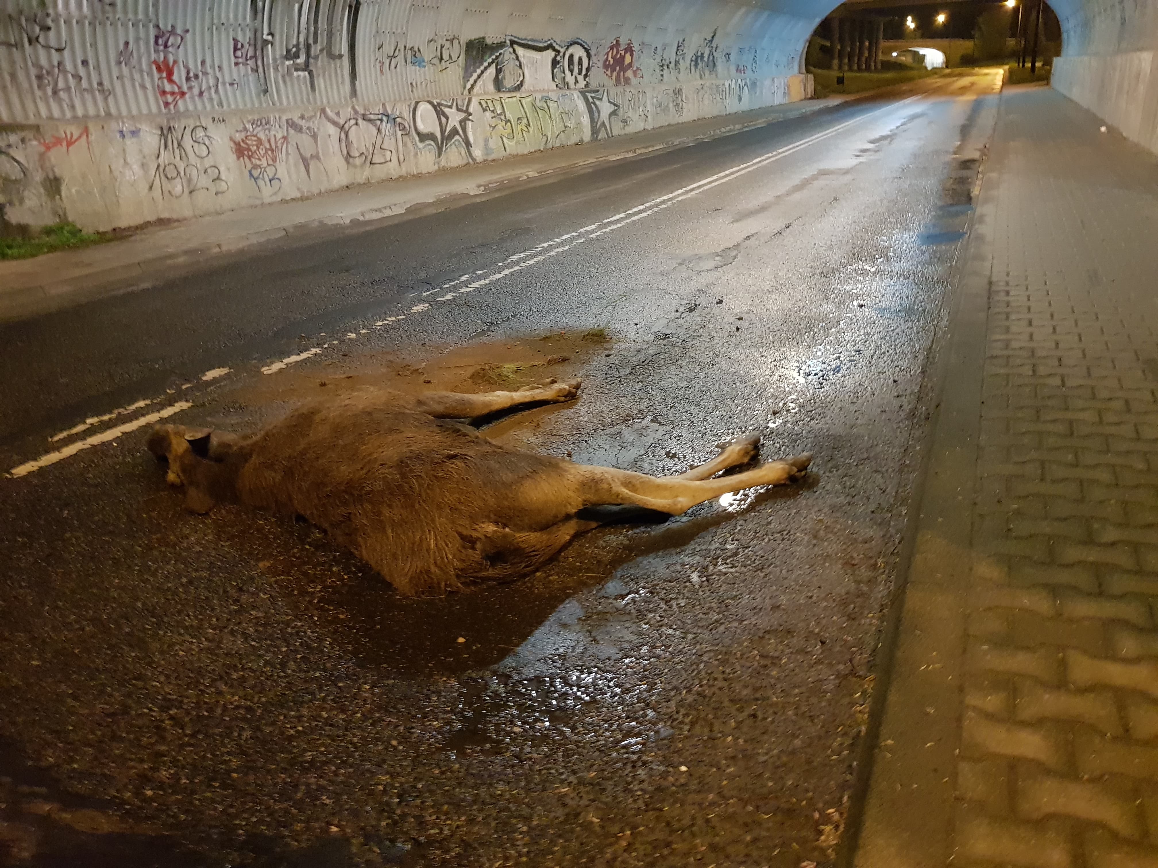 Łoś spadł z wiaduktu w Lublinie. Zwierzę nie przeżyło upadku na ulicę (zdjęcia)