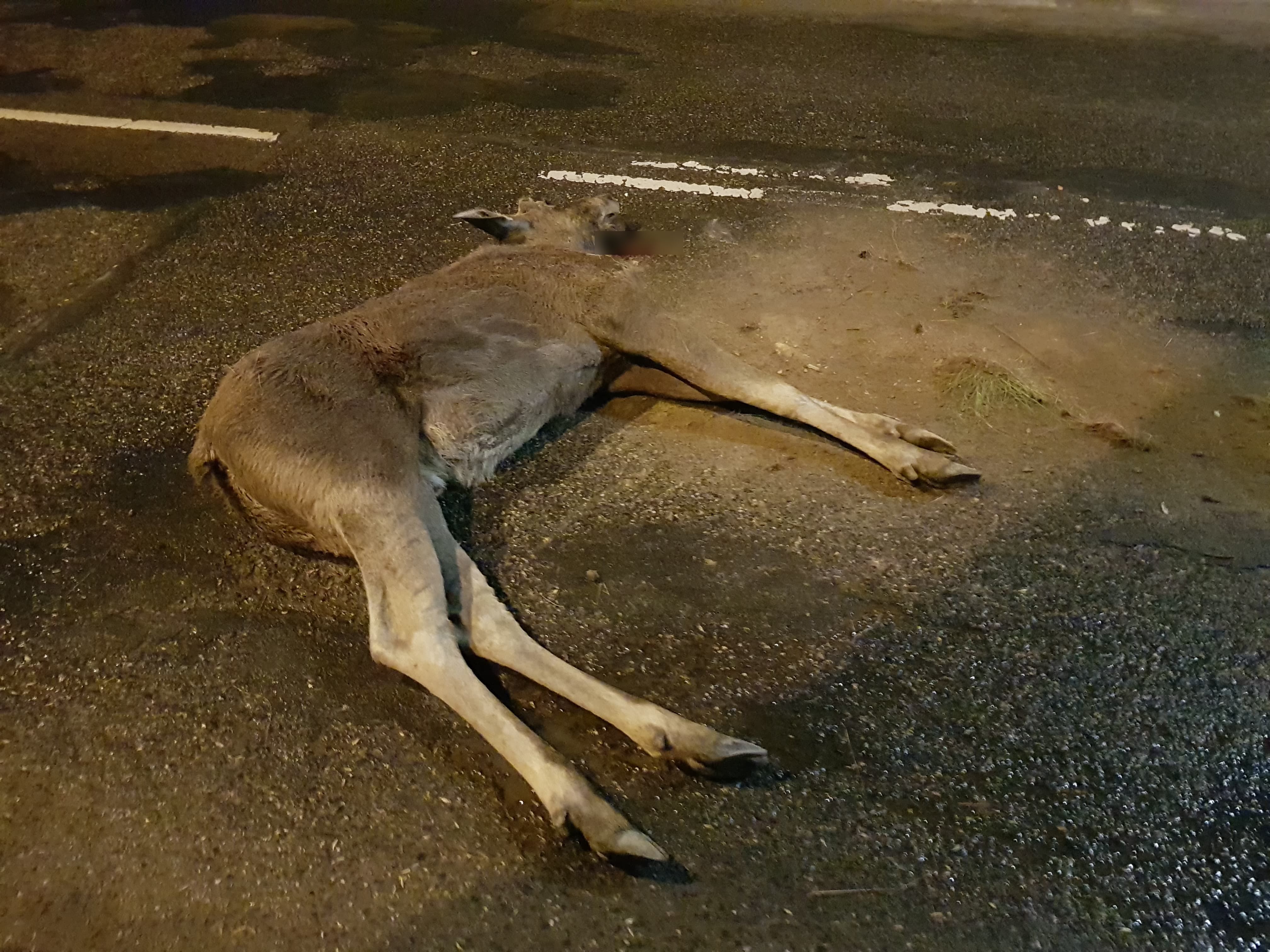 Łoś spadł z wiaduktu w Lublinie. Zwierzę nie przeżyło upadku na ulicę (zdjęcia)