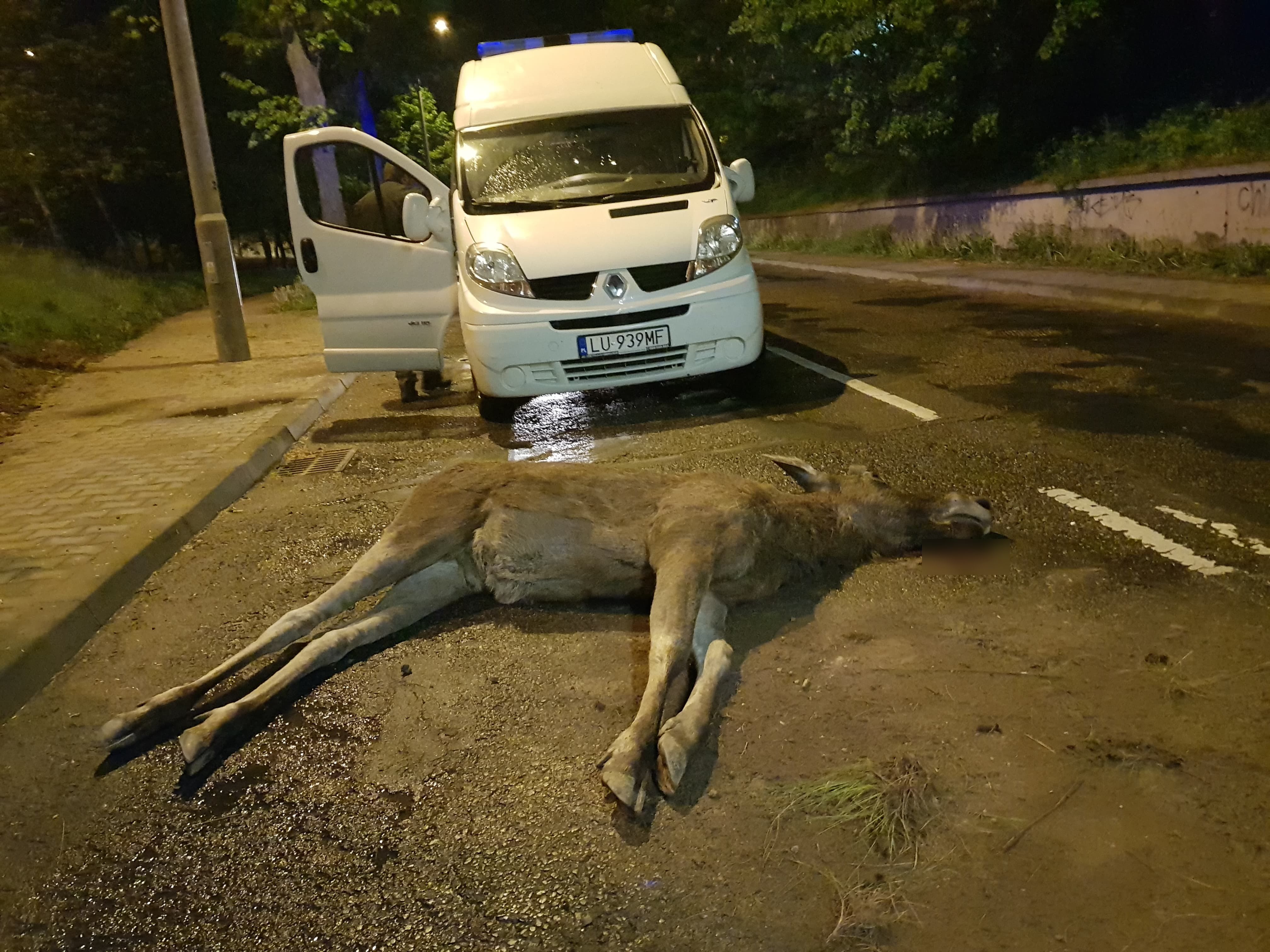 Łoś spadł z wiaduktu w Lublinie. Zwierzę nie przeżyło upadku na ulicę (zdjęcia)