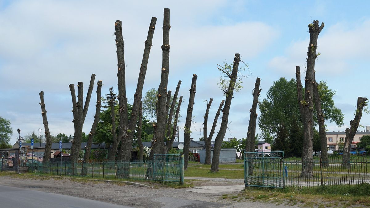 Nie było pozwolenia na ogołocenie drzew z gałęzi. „To samowola jednego z urzędników” (zdjęcia)