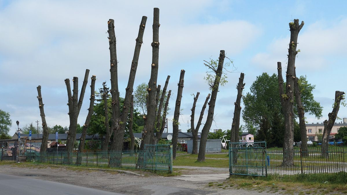 Mieszkańcy przecierali oczy ze zdziwienia na widok ogołoconych z gałęzi drzew. „To jeszcze przycinka, czy już wycinka” (zdjęcia)