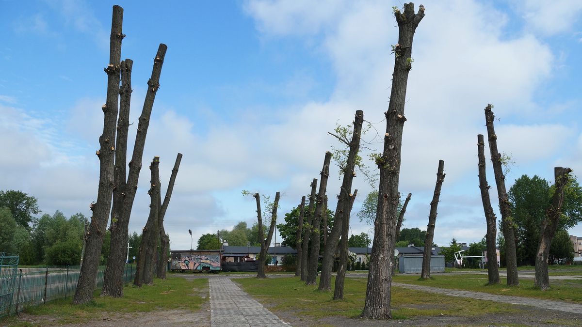 Nie było pozwolenia na ogołocenie drzew z gałęzi. „To samowola jednego z urzędników” (zdjęcia)