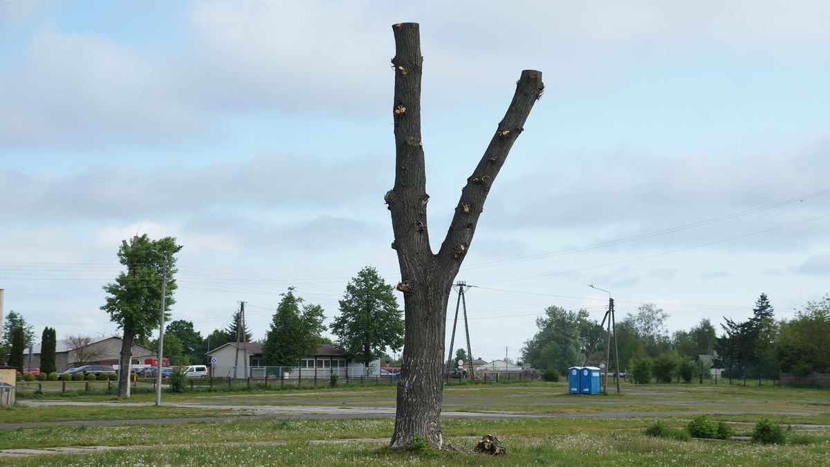 Mieszkańcy przecierali oczy ze zdziwienia na widok ogołoconych z gałęzi drzew. „To jeszcze przycinka, czy już wycinka” (zdjęcia)