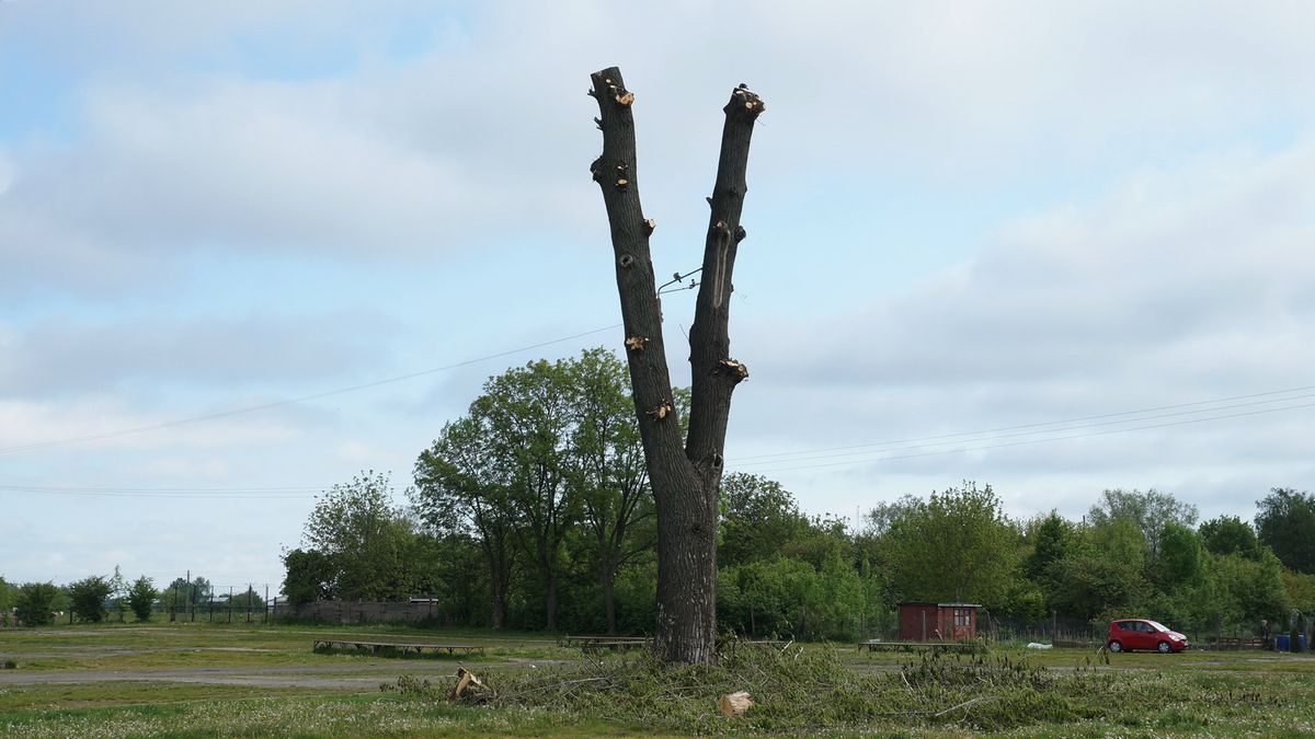 Mieszkańcy przecierali oczy ze zdziwienia na widok ogołoconych z gałęzi drzew. „To jeszcze przycinka, czy już wycinka” (zdjęcia)