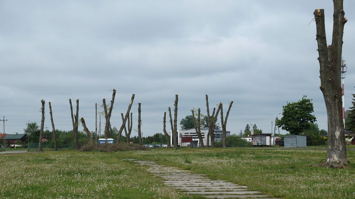 Nie było pozwolenia na ogołocenie drzew z gałęzi. „To samowola jednego z urzędników” (zdjęcia)