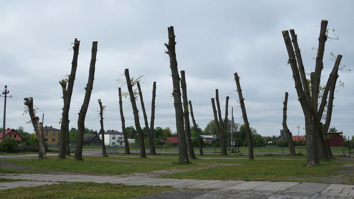 Nie było pozwolenia na ogołocenie drzew z gałęzi. „To samowola jednego z urzędników” (zdjęcia)