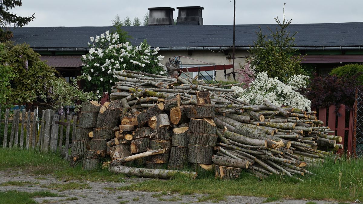 Nie było pozwolenia na ogołocenie drzew z gałęzi. „To samowola jednego z urzędników” (zdjęcia)