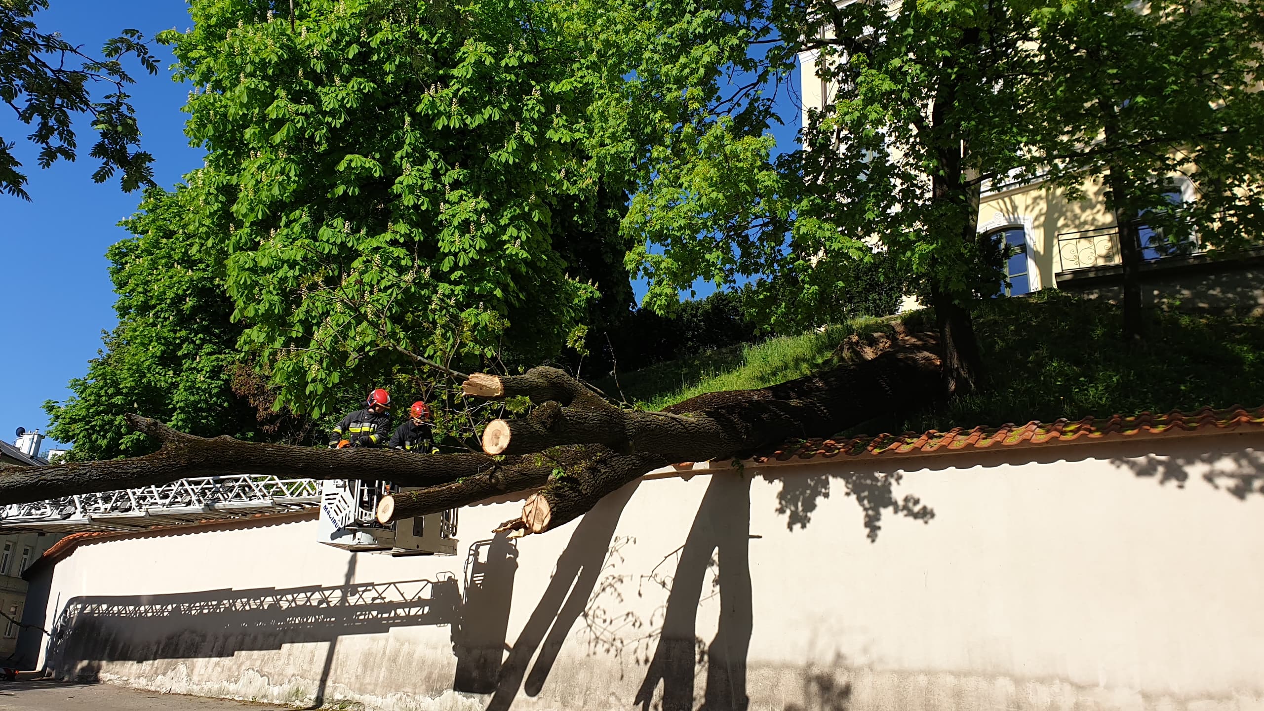 Na jednej z ulic Lublina drzewo runęło na samochód (zdjęcia)