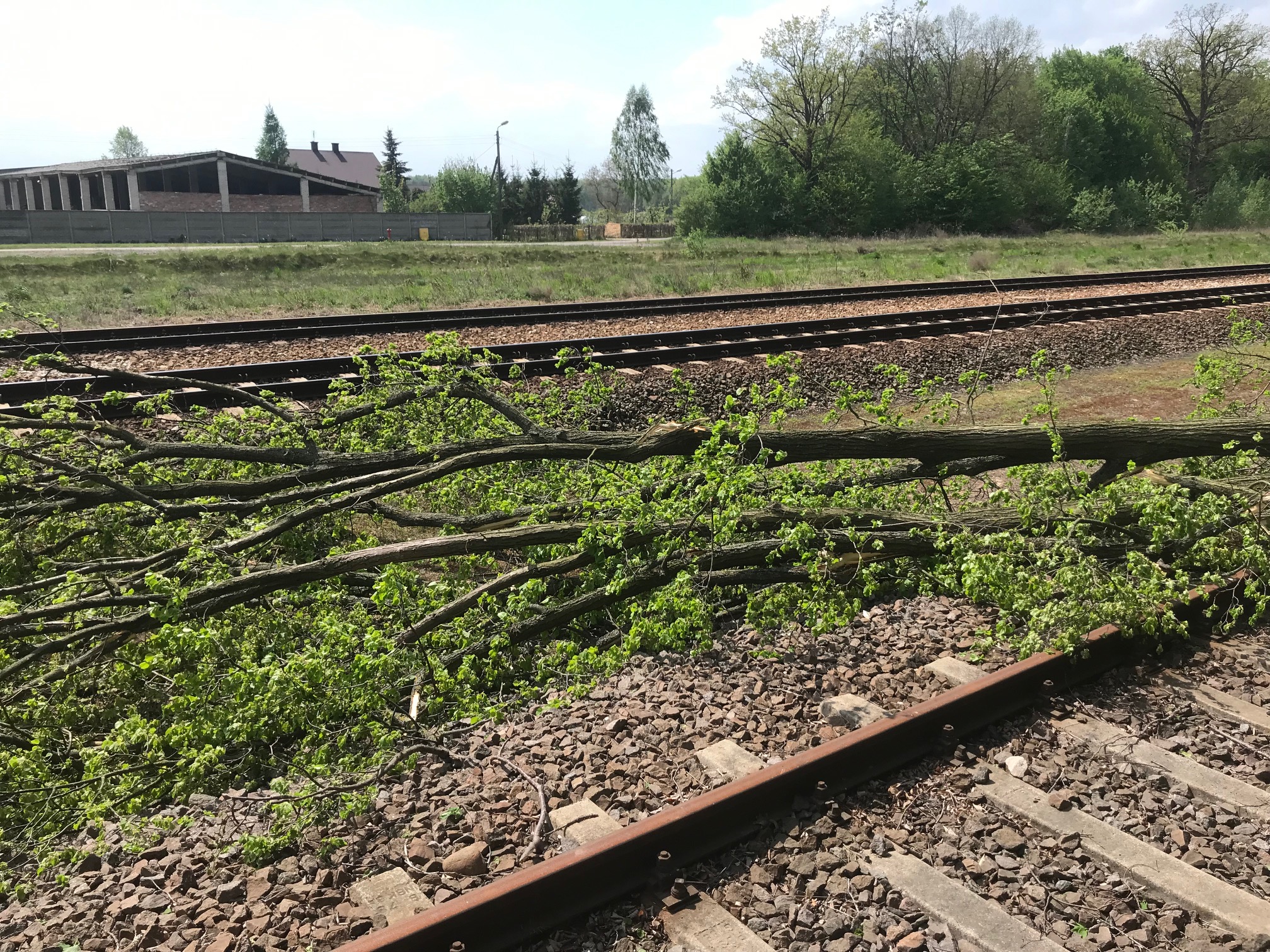 Silny wiatr daje się we znaki strażakom. Doszło do pożaru lasu oraz zatarasowania torów kolejowych (zdjęcia)