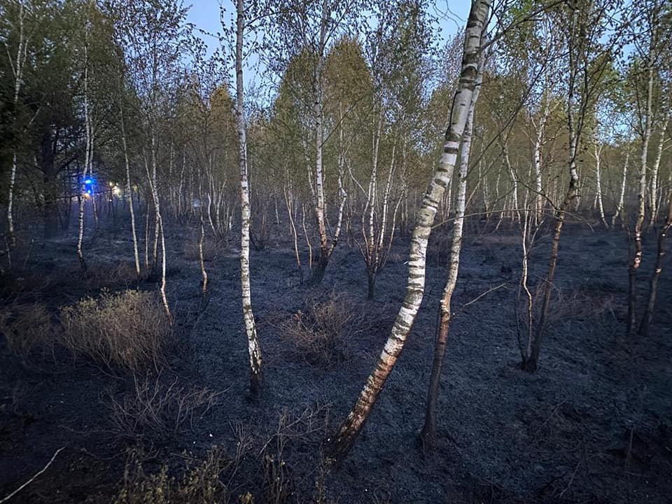 Strażacy walczyli z dużym pożarem lasu. 14 zastępów straży pożarnej w akcji (zdjęcia)