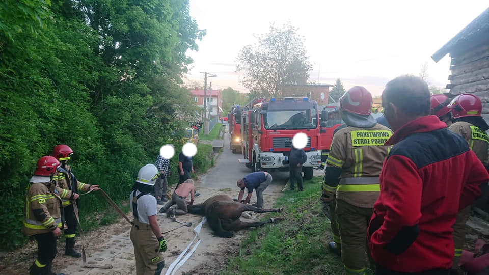 Koń wpadł do kanału w garażu. Interweniowali strażacy (zdjęcia)