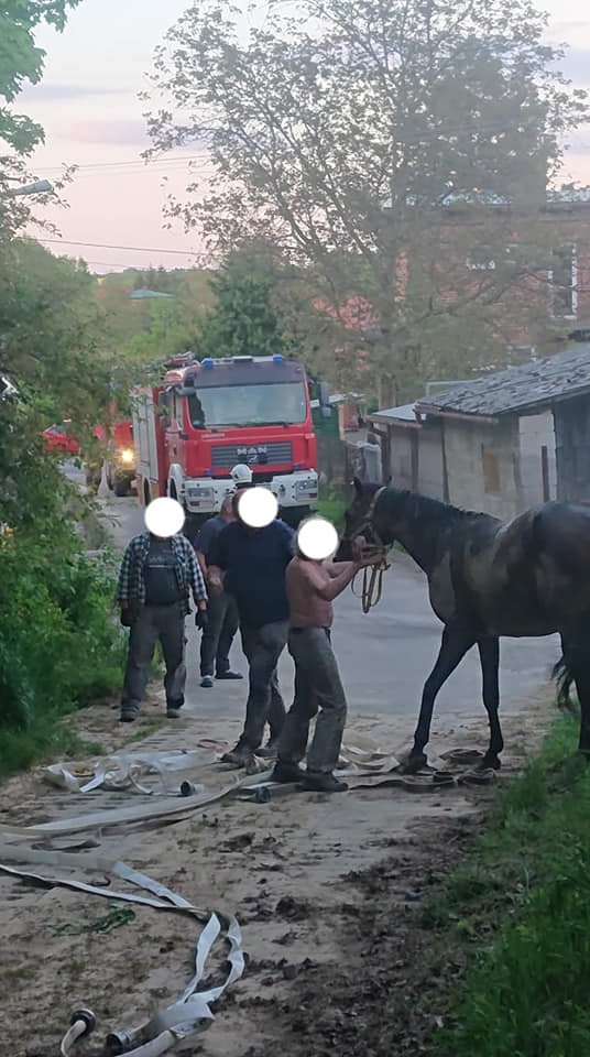 Koń wpadł do kanału w garażu. Interweniowali strażacy (zdjęcia)