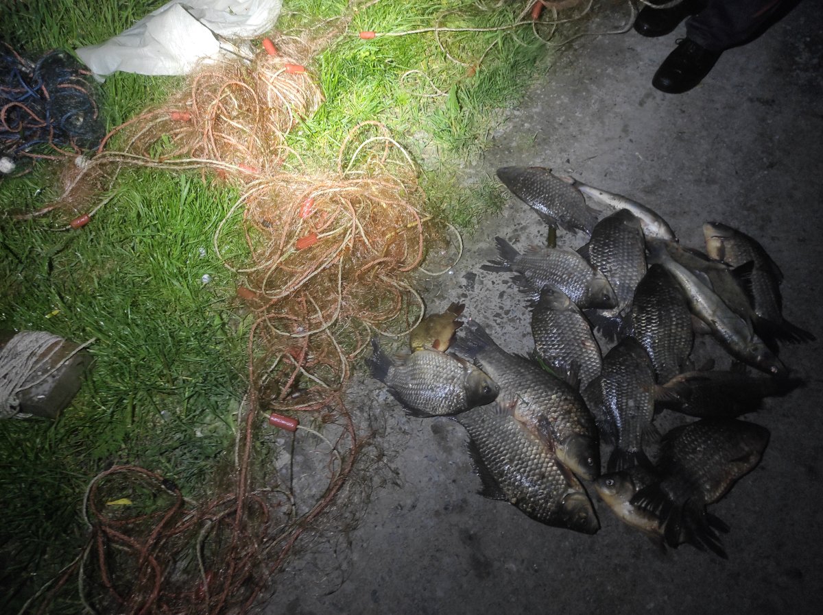Kolejni kłusownicy zatrzymani. Zdążyli złowić sieciami kilkanaście kilogramów ryb (zdjęcia)