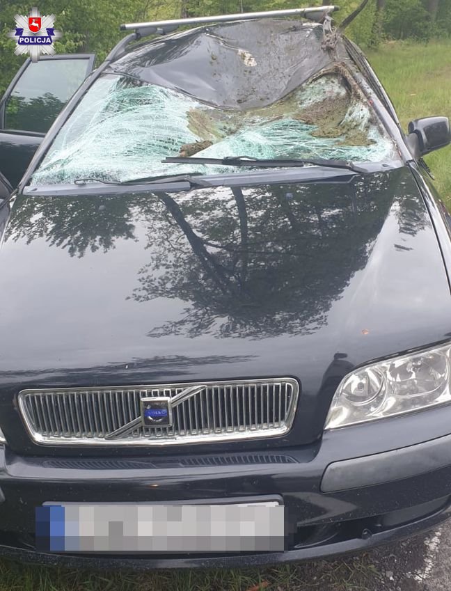 Zderzenie volvo z łosiem. Kierowca trafił do szpitala (zdjęcia)