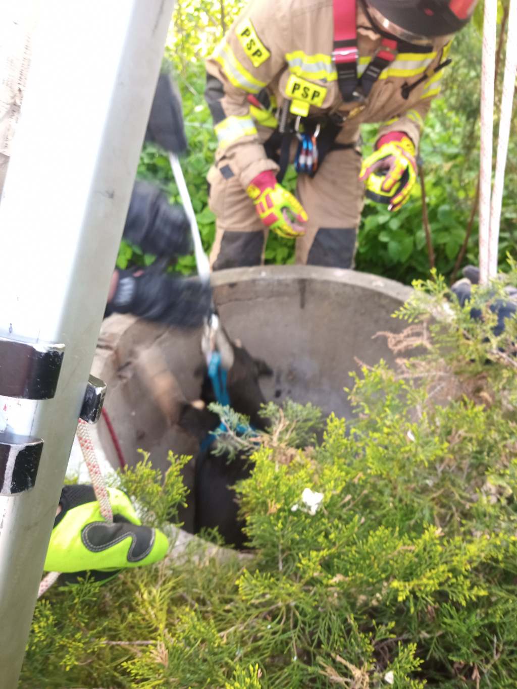 Strażacy uratowali psa znajdującego się w głębokiej studni (zdjęcia)