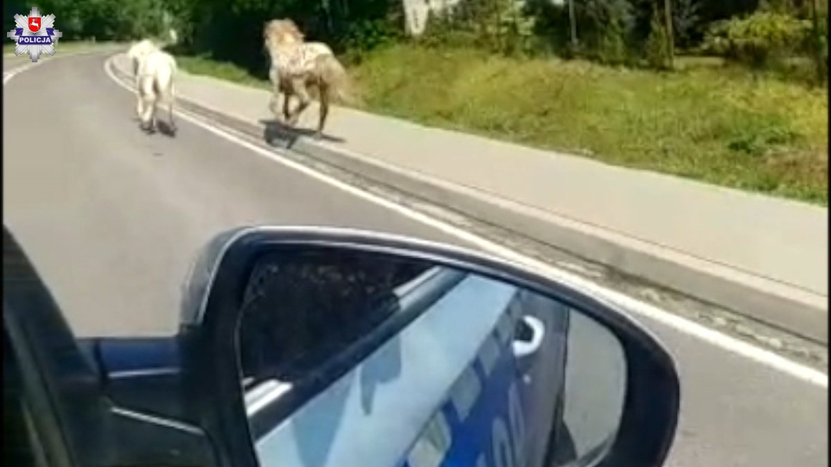 Przed radiowóz wybiegły kucyki. Pędziły w stronę drogi ekspresowej (zdjęcia, wideo)