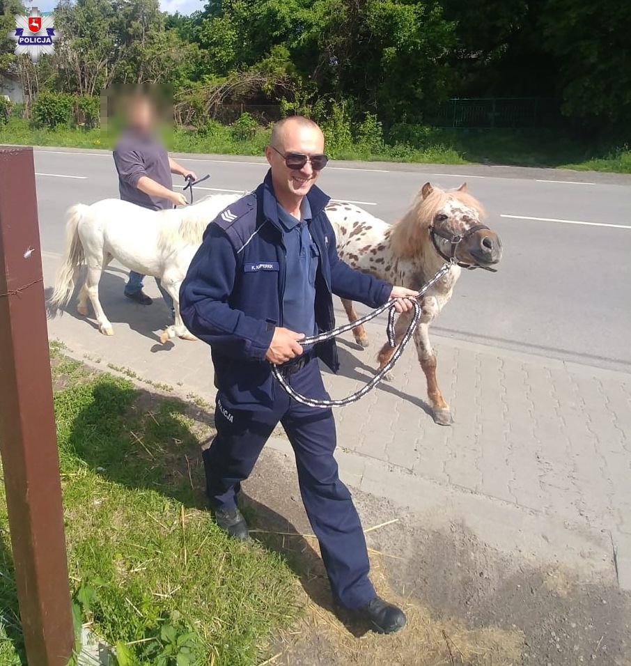 Przed radiowóz wybiegły kucyki. Pędziły w stronę drogi ekspresowej (zdjęcia, wideo)