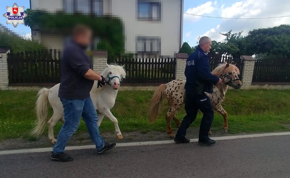 Przed radiowóz wybiegły kucyki. Pędziły w stronę drogi ekspresowej (zdjęcia, wideo)