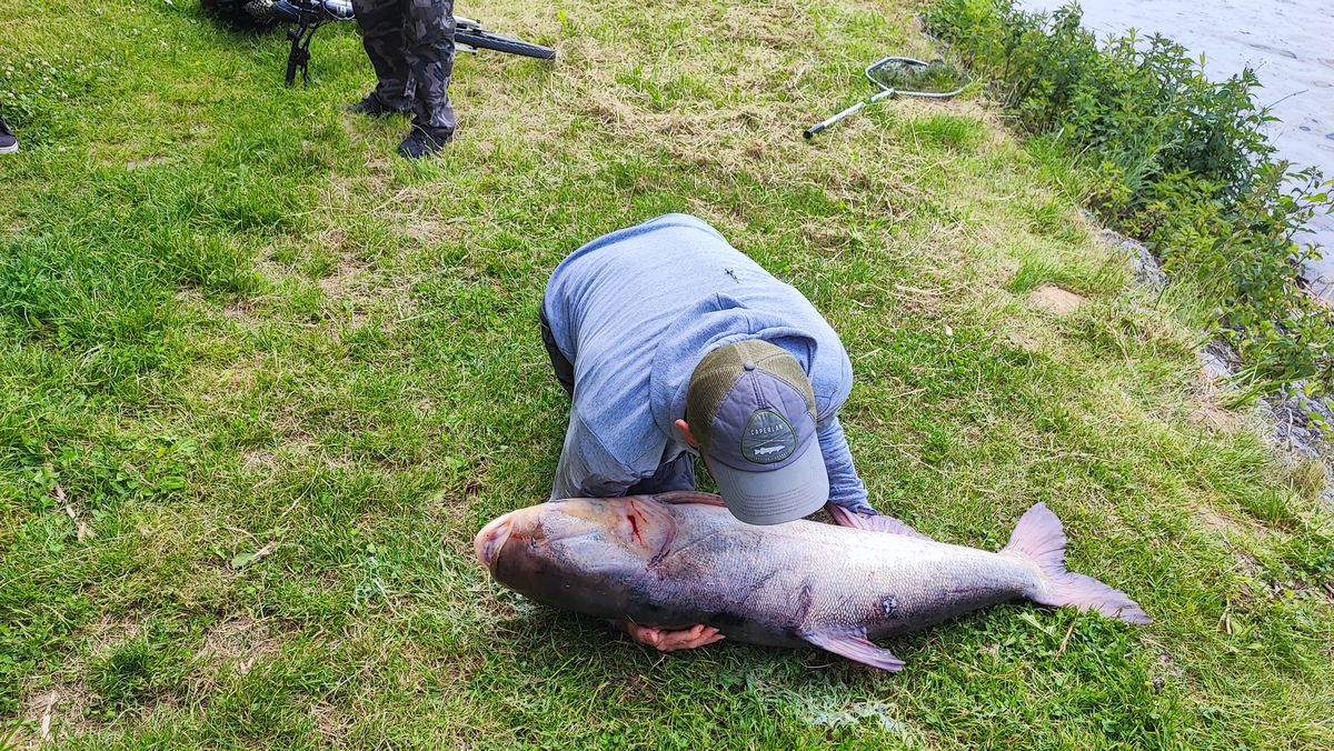 W Zalewie Zemborzyckim złowił gigantyczną tołpygę. Ogromna ryba wróciła do wody (zdjęcia, wideo)