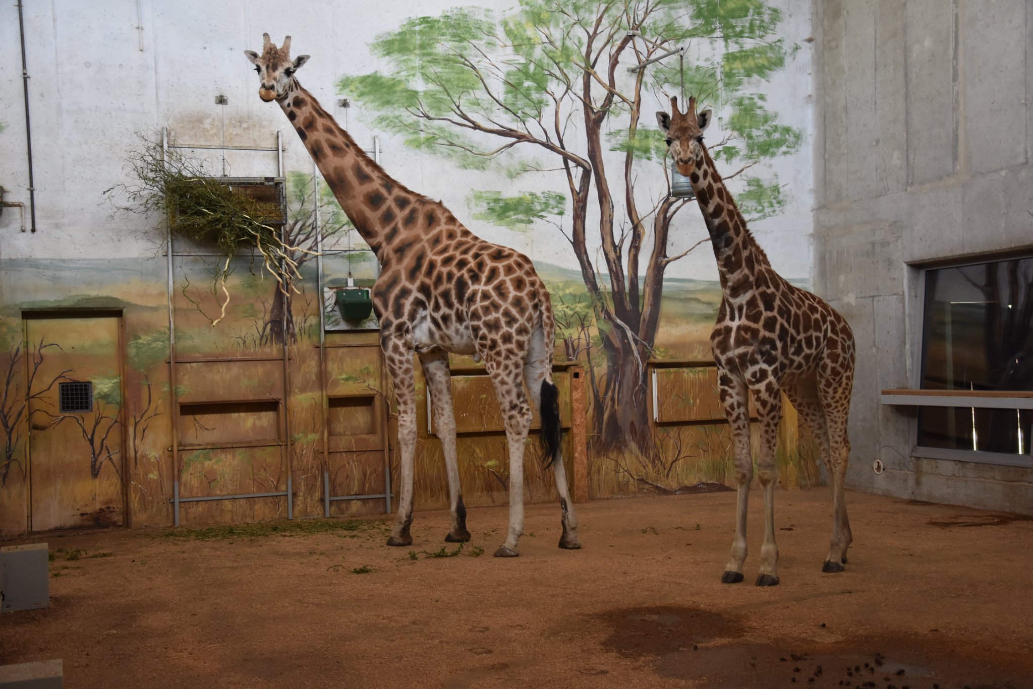 Była jedna, już są dwie. Mugambi z zamojskiego zoo w końcu ma towarzystwo (zdjęcia)