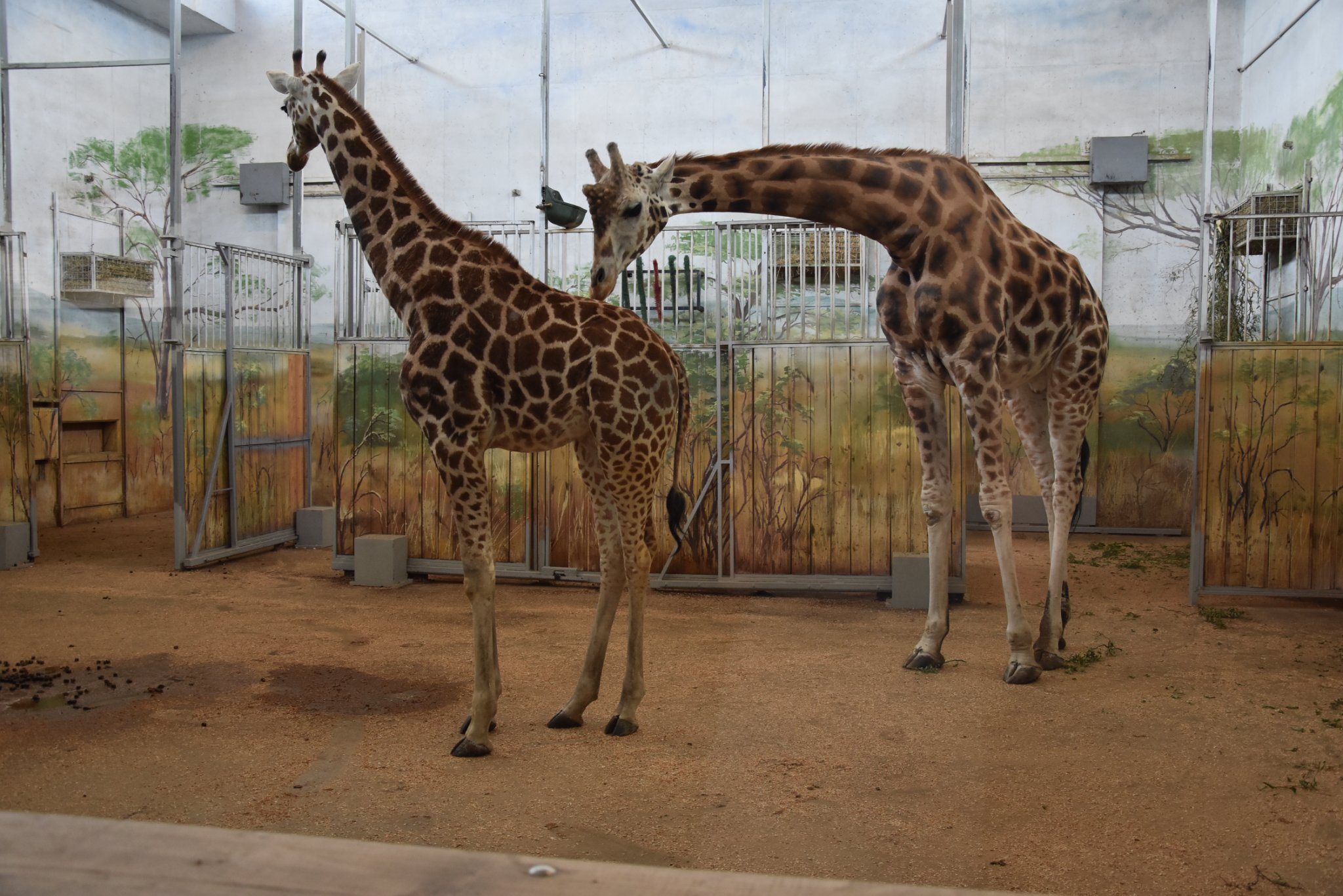 Była jedna, już są dwie. Mugambi z zamojskiego zoo w końcu ma towarzystwo (zdjęcia)