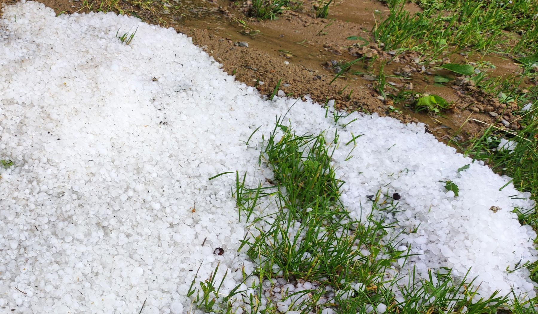 Gradobicie dało się we znaki rolnikom. „Rośliny są totalnie poszatkowane” (zdjęcia)