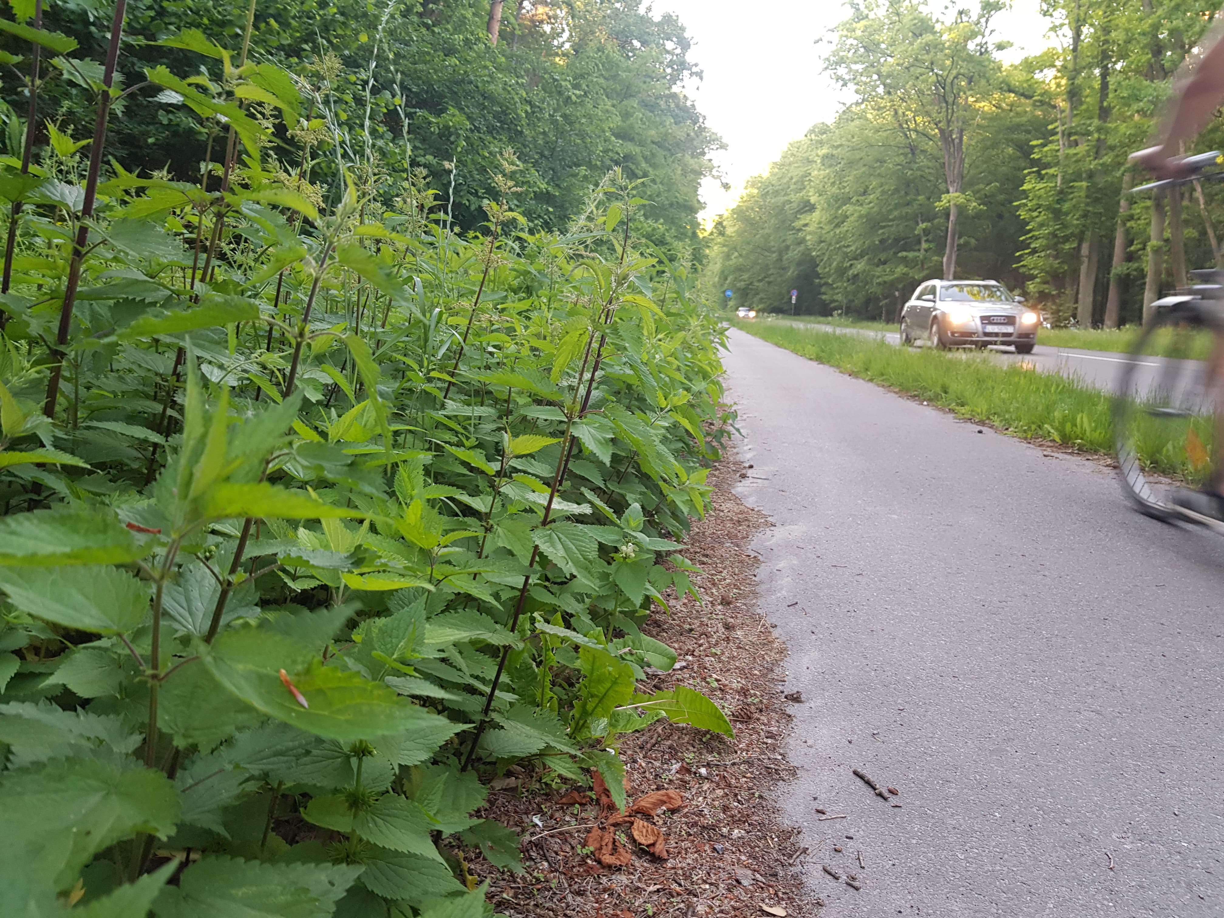 „Pokrzywy mają po 1,5 metra, trudno się bezpiecznie wyminąć na drodze dla rowerzystów” (zdjęcia)