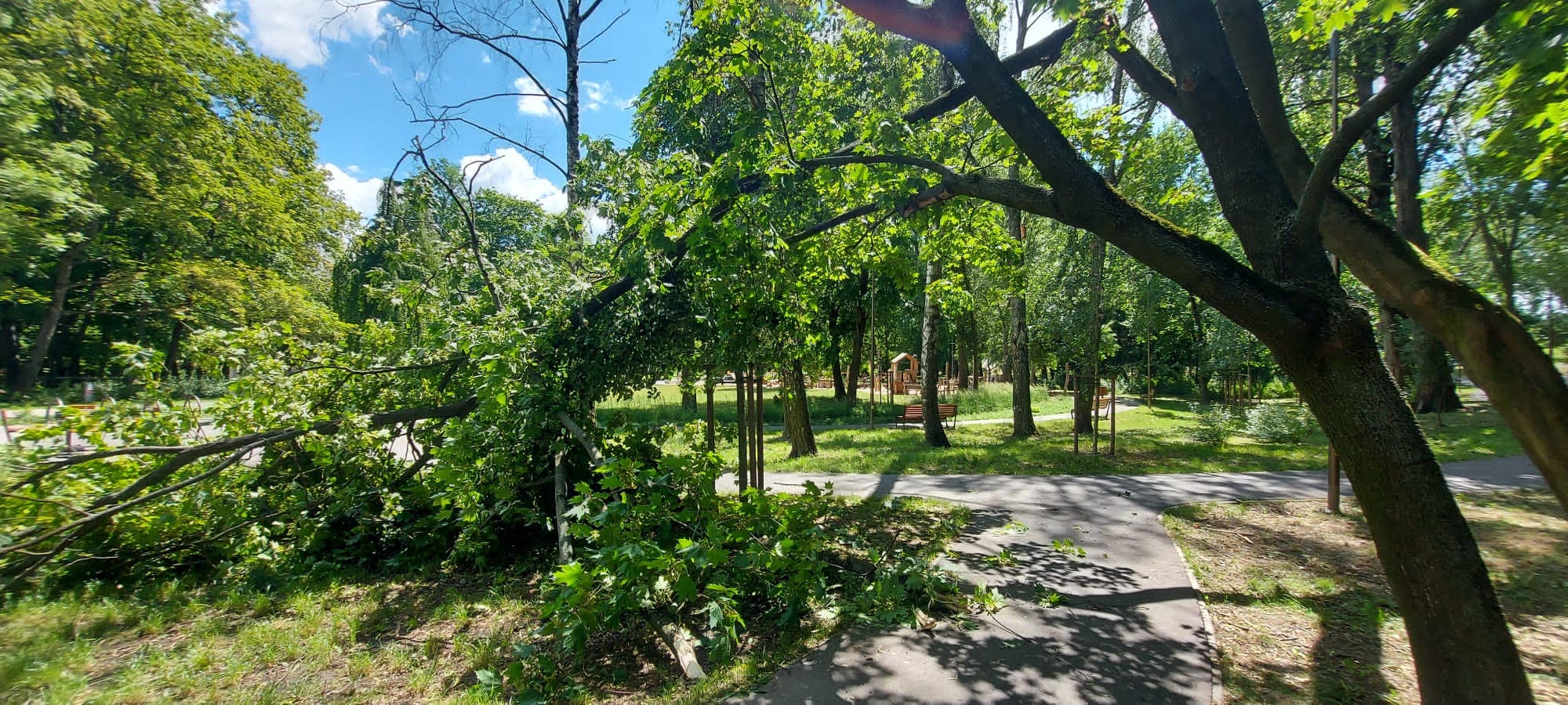 Groźne zdarzenie w Parku Ludowym. Spory konar runął obok spacerowiczów (zdjęcia, wideo)