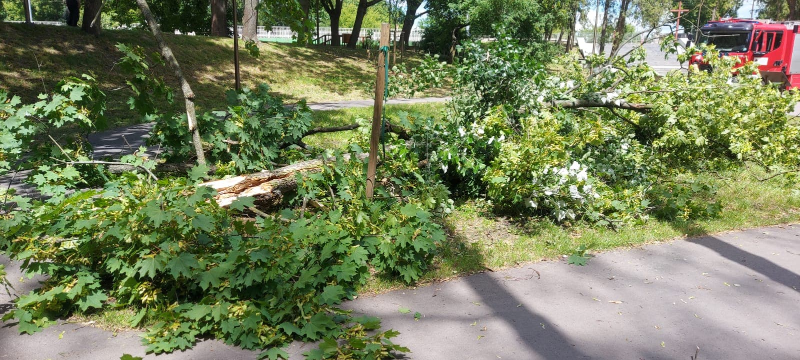 Groźne zdarzenie w Parku Ludowym. Spory konar runął obok spacerowiczów (zdjęcia, wideo)