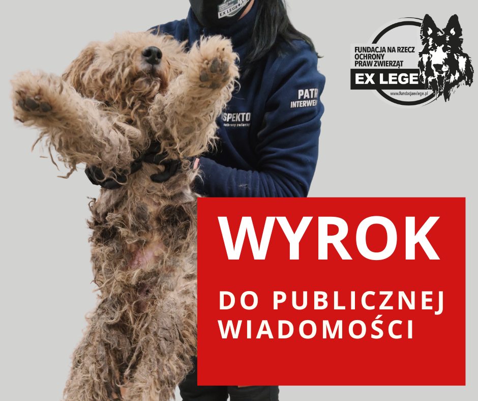 Jest wyrok w sprawie znęcania się nad psem z Lublina. Sąd zadecydował o podaniu wyroku do publicznej wiadomości (zdjęcia)