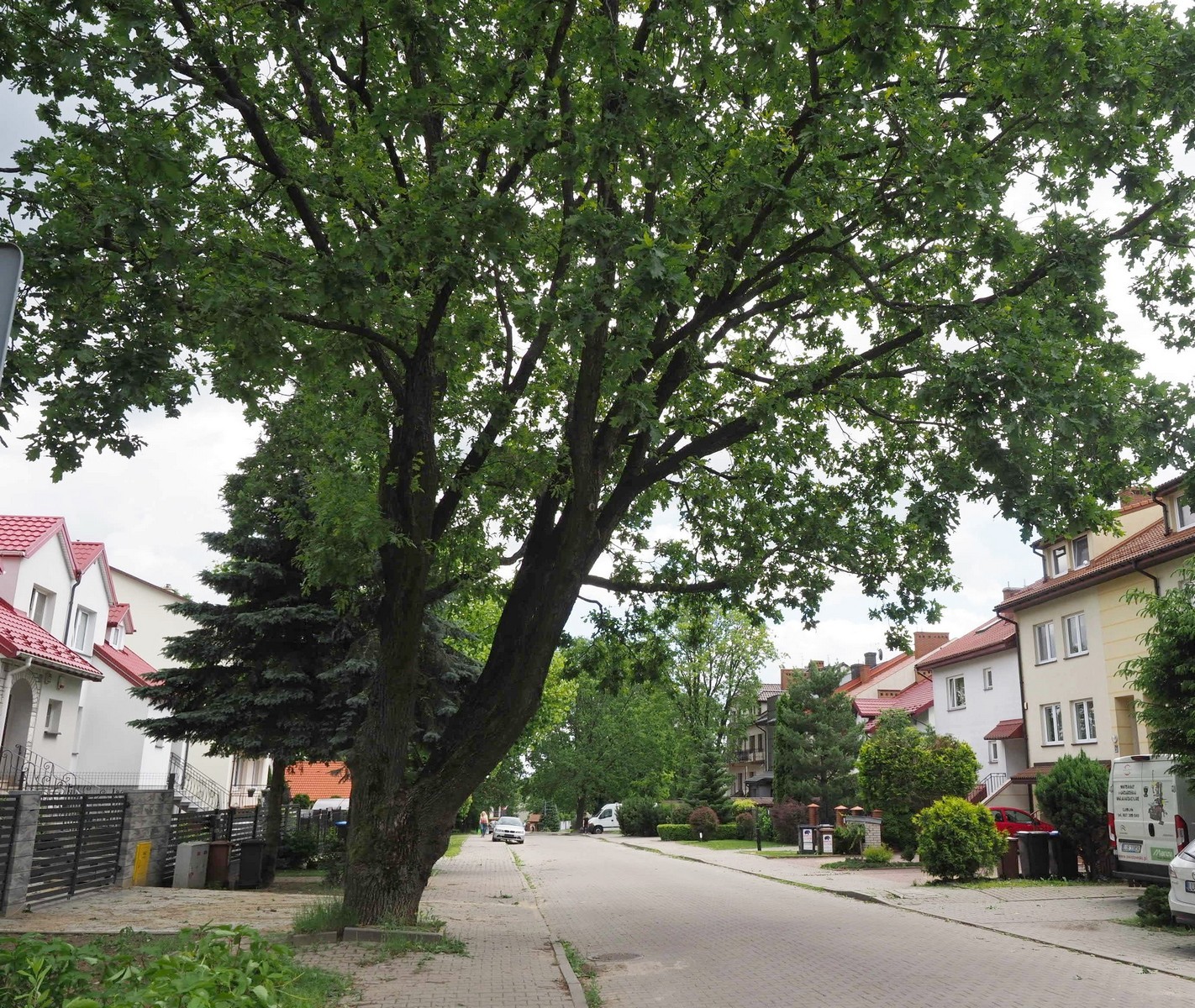 Kolejnych 15 drzew w Lublinie ze statusem pomnika przyrody (zdjęcia)