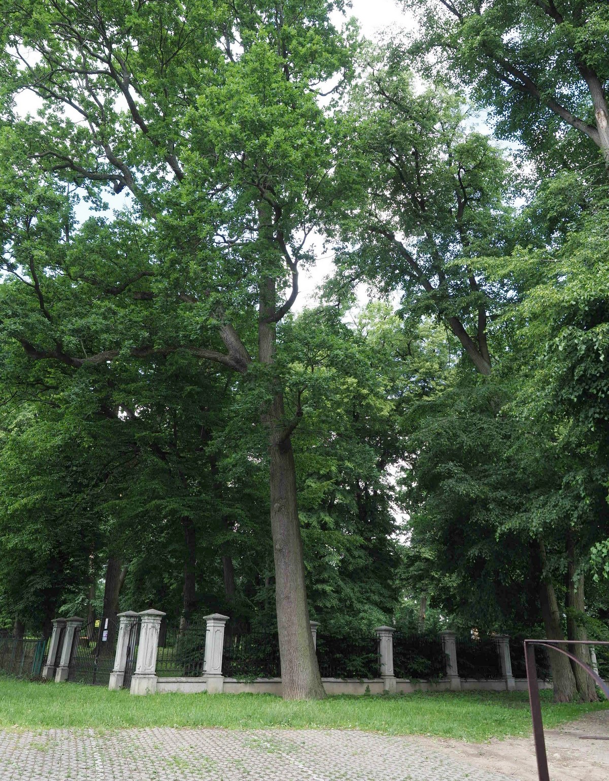 Kolejnych 15 drzew w Lublinie ze statusem pomnika przyrody (zdjęcia)
