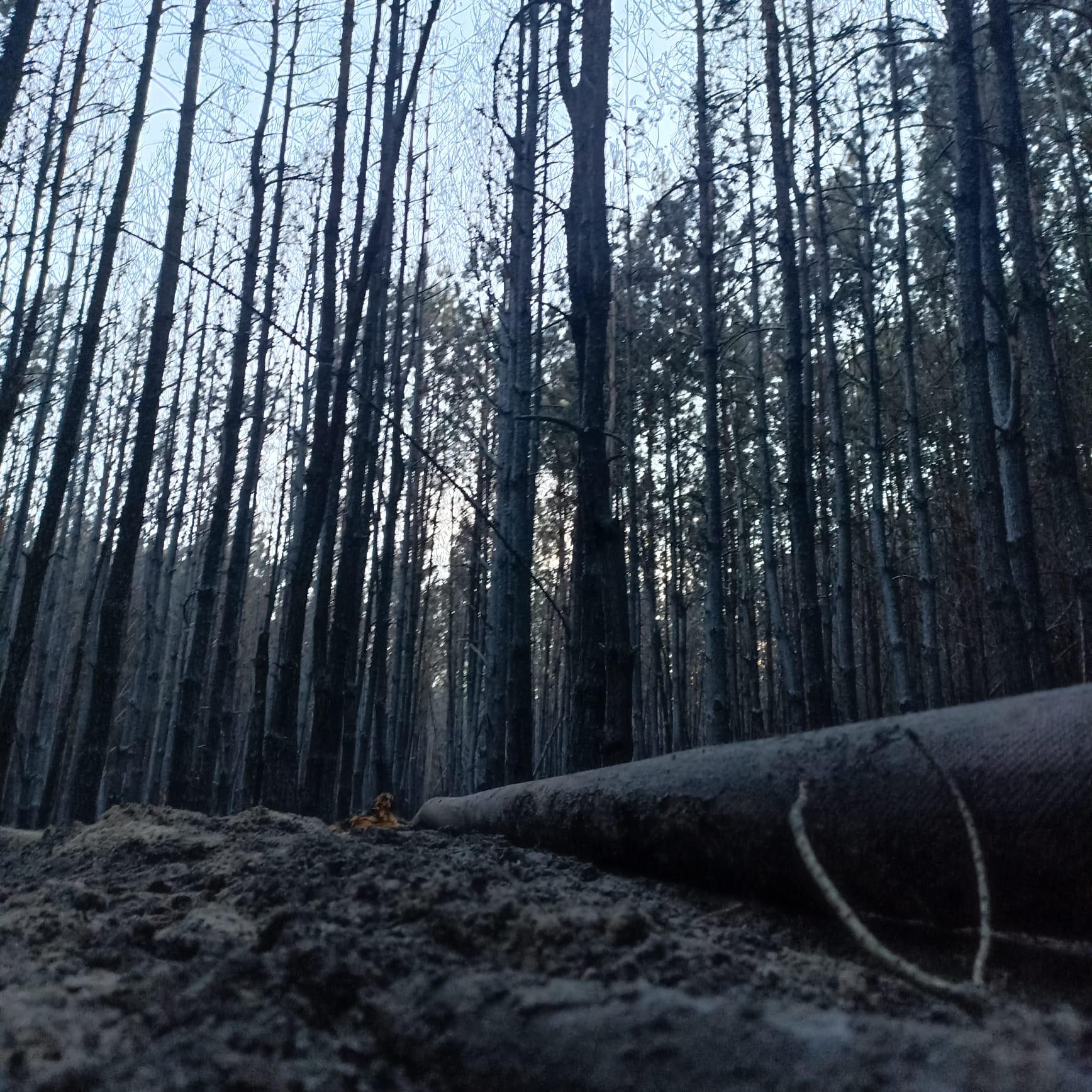Ogniem objęte było około 1,5 ha lasu. Akcja gaśnicza trwała ponad 4 godziny (zdjęcia)