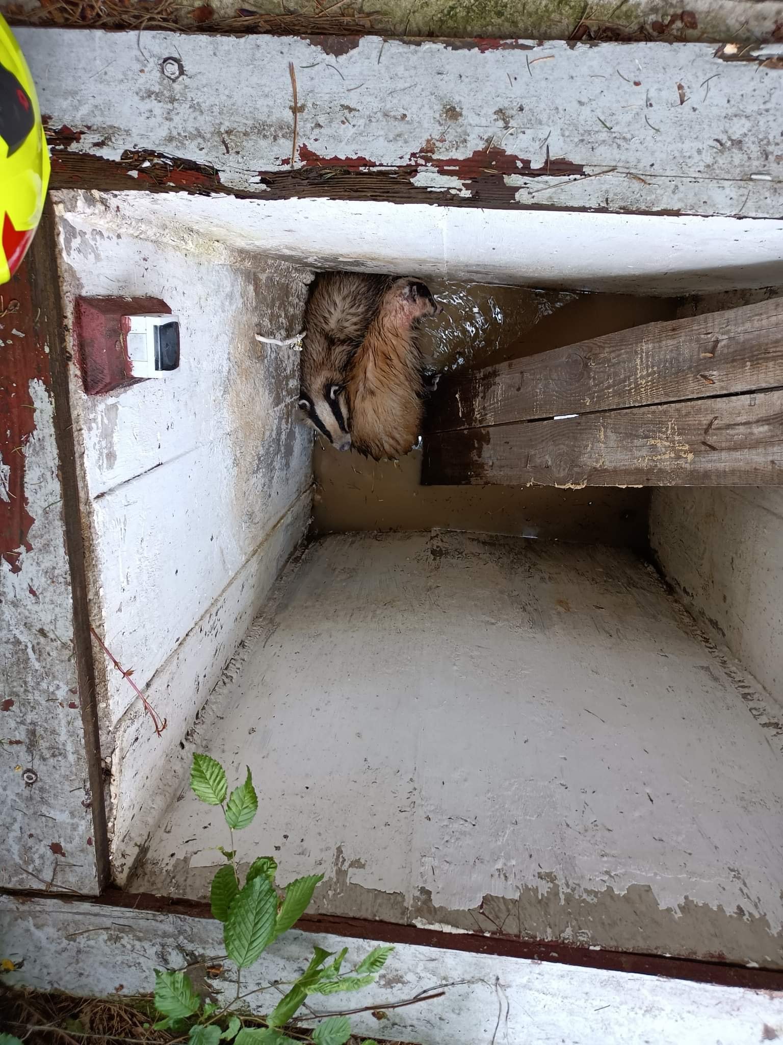 Strażacy ratowali borsuki, które wpadły do studzienki wodociągowej (zdjęcia)