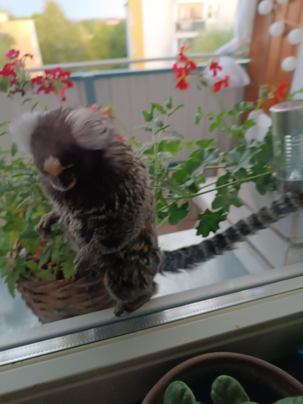 Wyjrzała przez okno i na balkonie zobaczyła… małpę. Jej zgłoszenie potraktowano poważnie (zdjęcia)