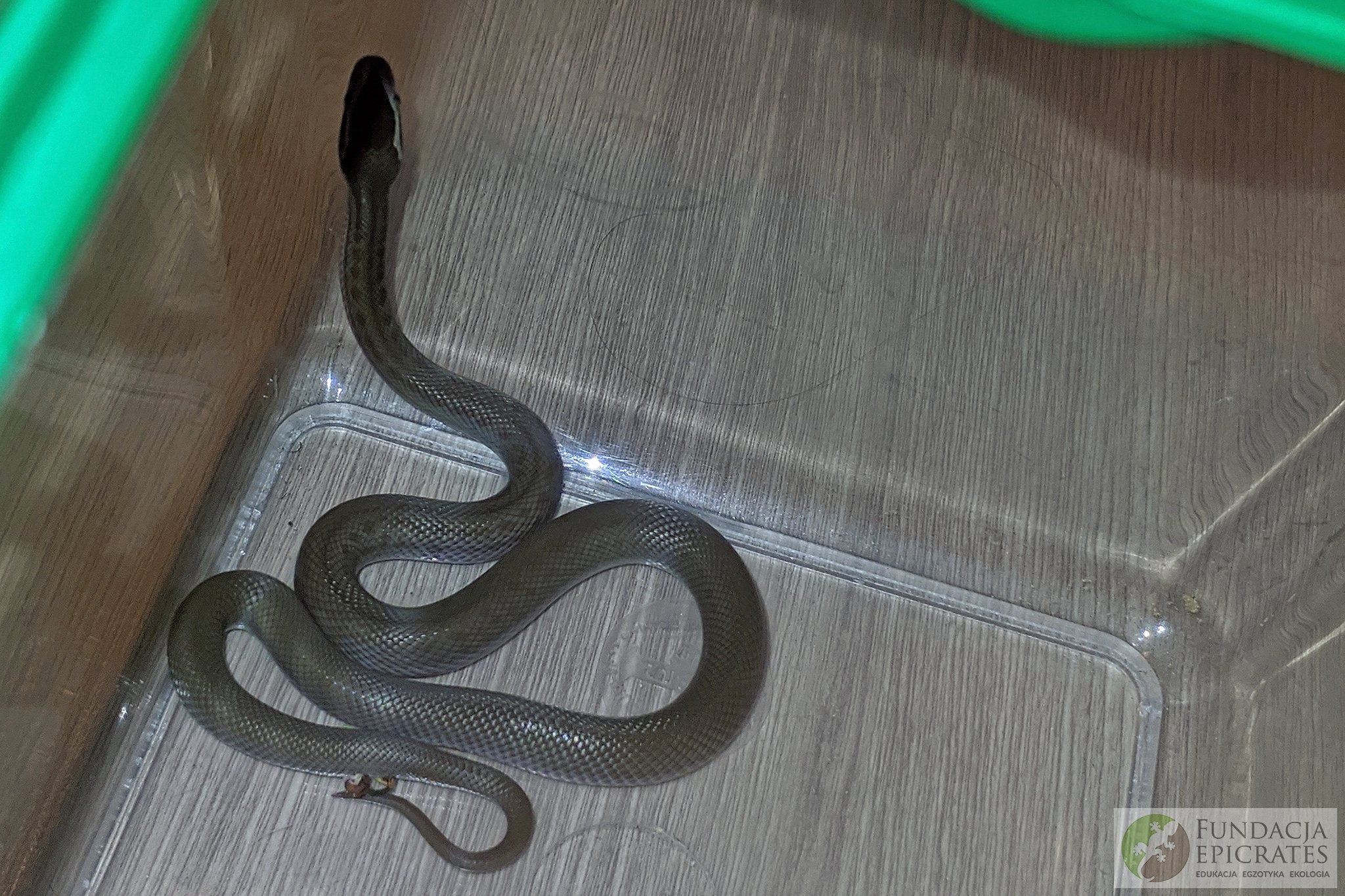 Na plecy mężczyzny znajdującego się w toalecie spadł wąż. Trwa ustalanie do kogo należy zwierzę (zdjęcia)