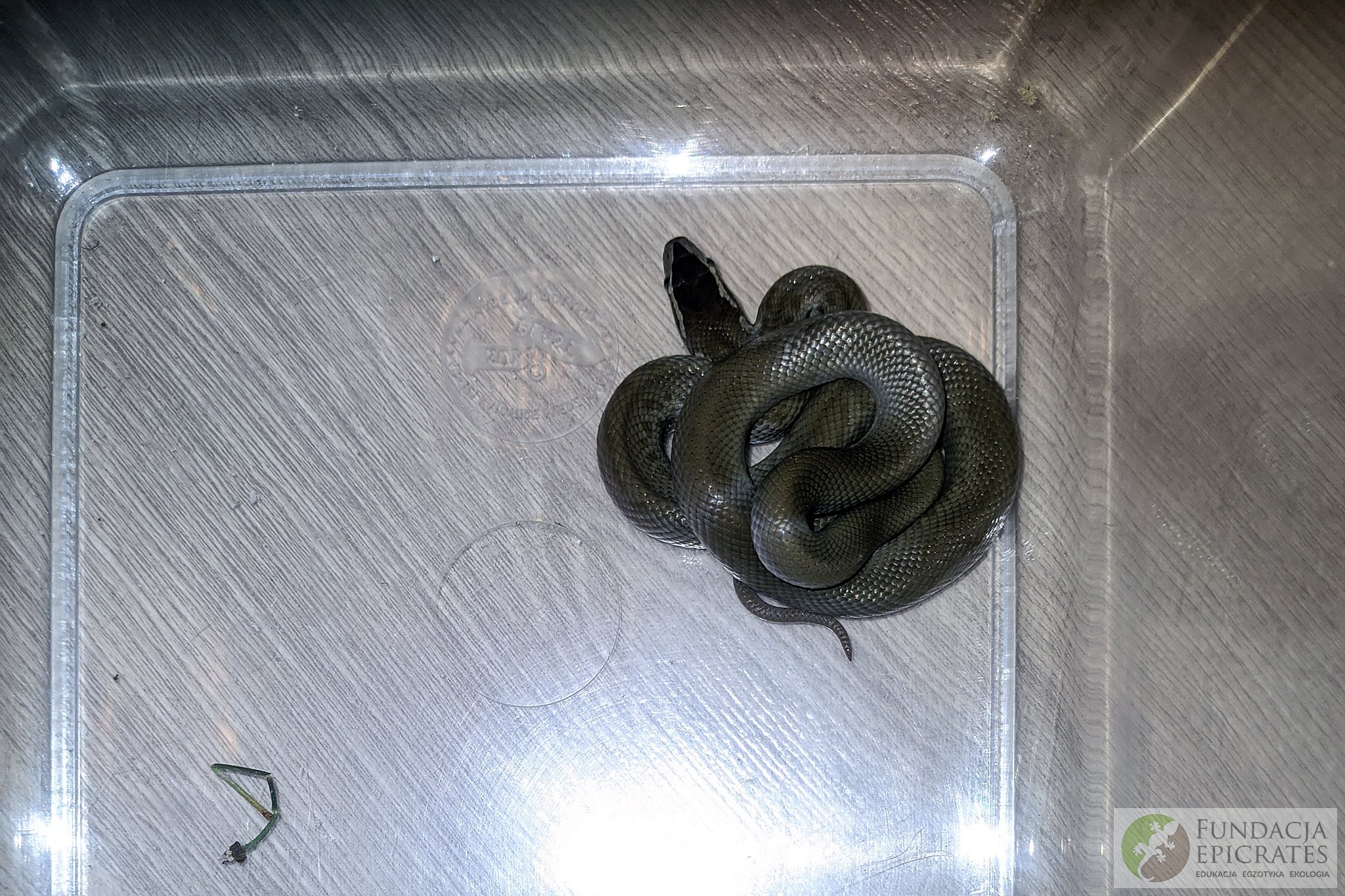Na plecy mężczyzny znajdującego się w toalecie spadł wąż. Trwa ustalanie do kogo należy zwierzę (zdjęcia)