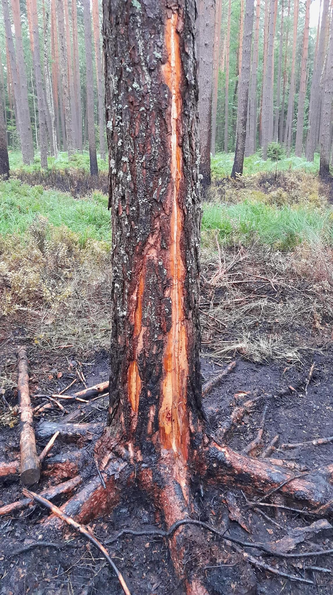 Piorun uderzył w drzewo, w lesie pojawił się pożar (zdjęcia)