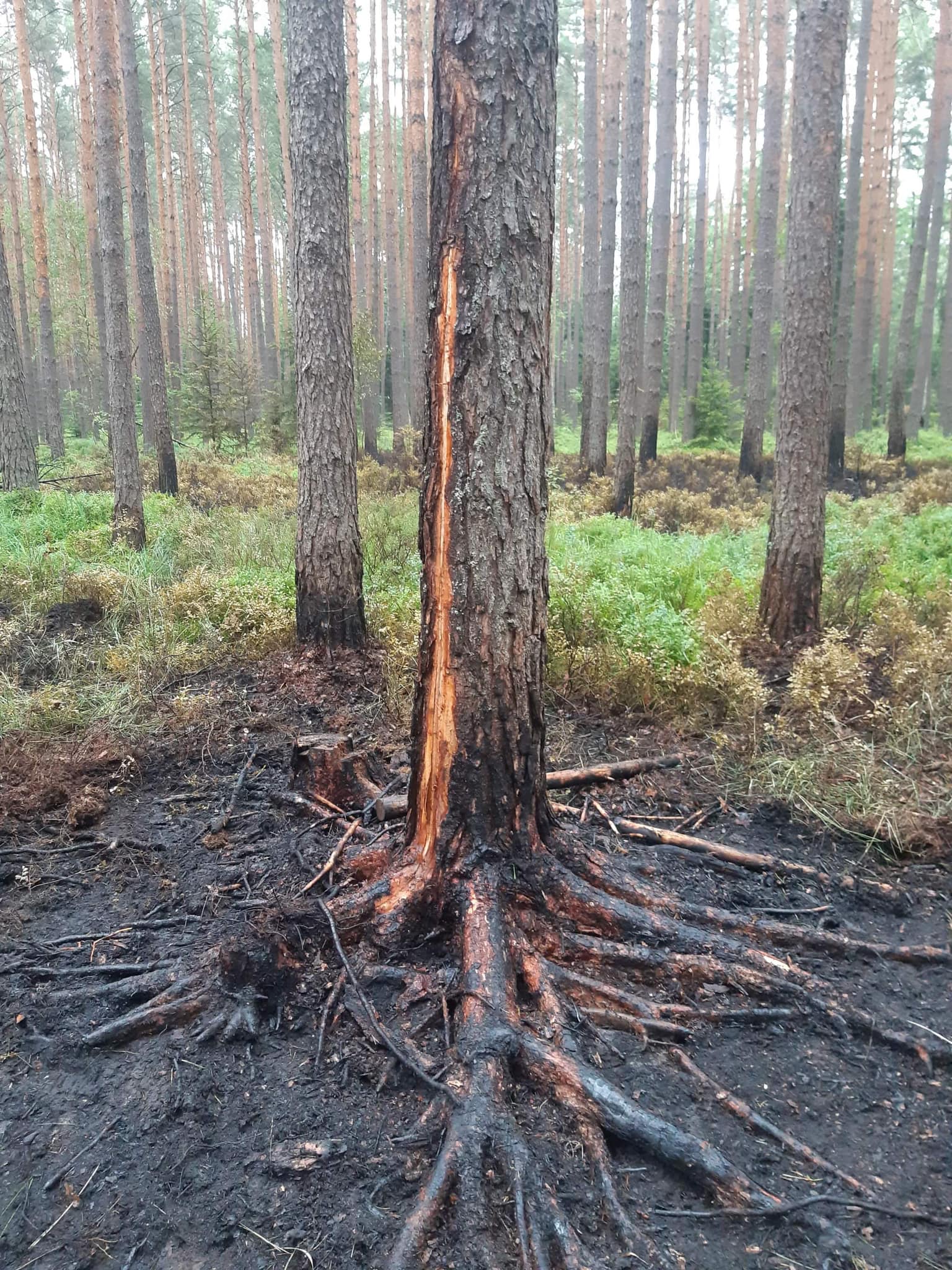 Piorun uderzył w drzewo, w lesie pojawił się pożar (zdjęcia)