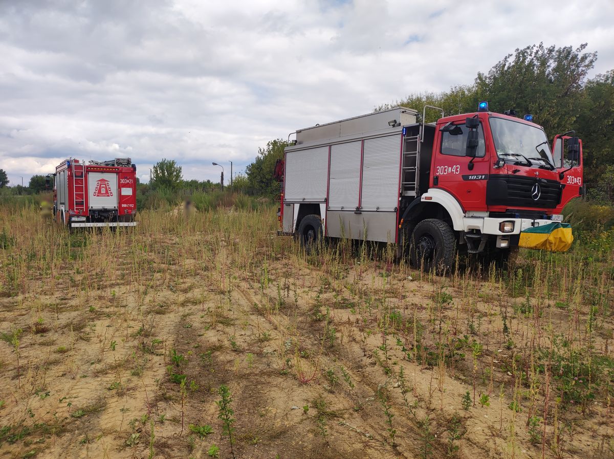 Kolejny łoś zawędrował na teren miasta. Akcja trwała kilka godzin, zwierzę jest już bezpieczne (zdjęcia)