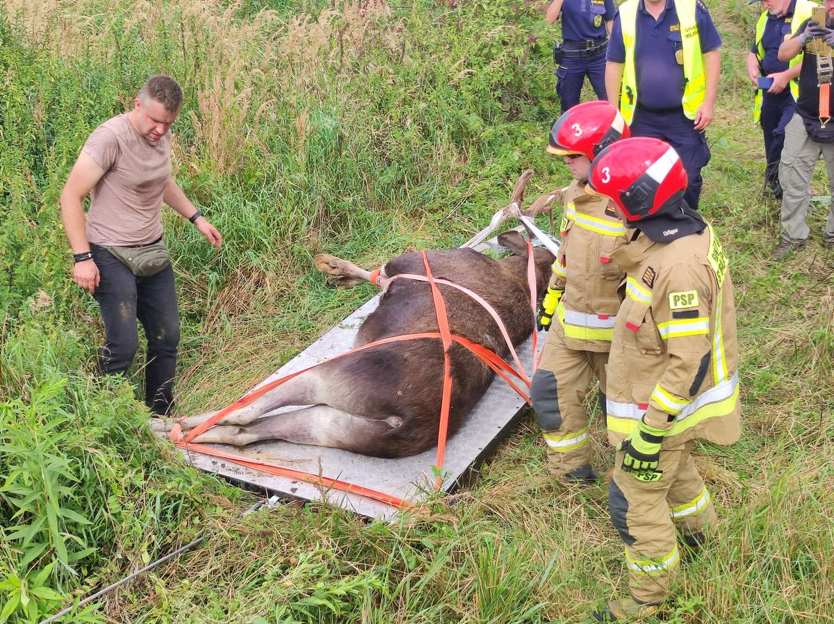 Kolejny łoś zawędrował na teren miasta. Akcja trwała kilka godzin, zwierzę jest już bezpieczne (zdjęcia)