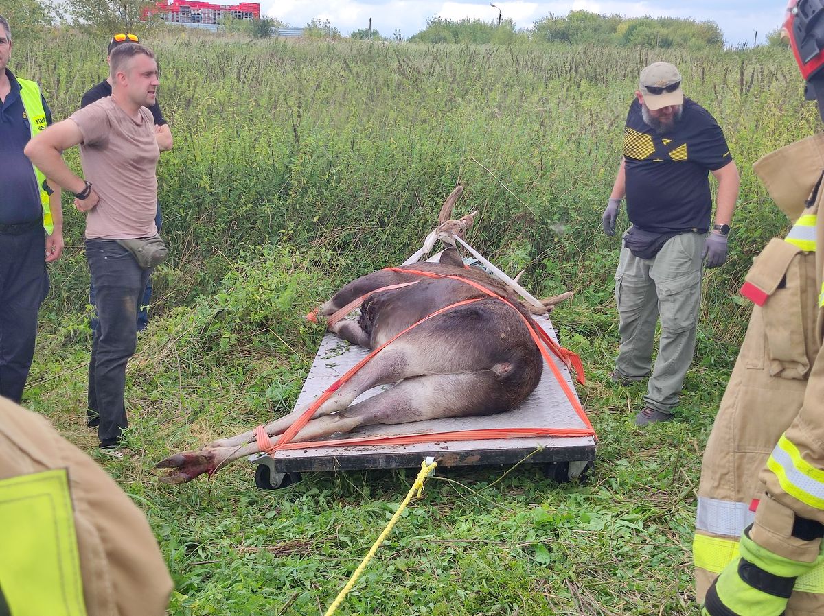 Kolejny łoś zawędrował na teren miasta. Akcja trwała kilka godzin, zwierzę jest już bezpieczne (zdjęcia)