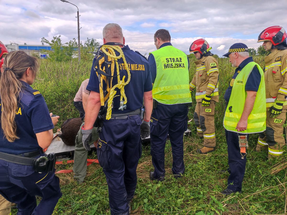 Kolejny łoś zawędrował na teren miasta. Akcja trwała kilka godzin, zwierzę jest już bezpieczne (zdjęcia)