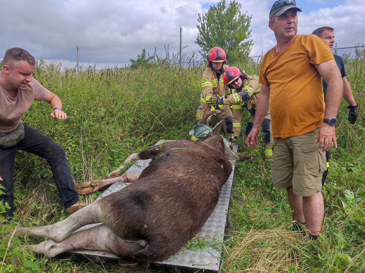 Kolejny łoś zawędrował na teren miasta. Akcja trwała kilka godzin, zwierzę jest już bezpieczne (zdjęcia)