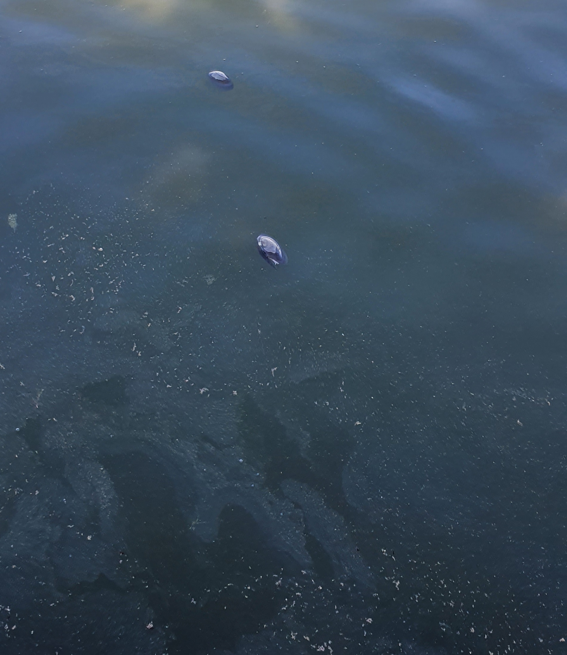 Co dzieje się z wodą w Zalewie Zemborzyckim? Śnięte ryby i padnięte małże w zbiorniku (zdjęcia)