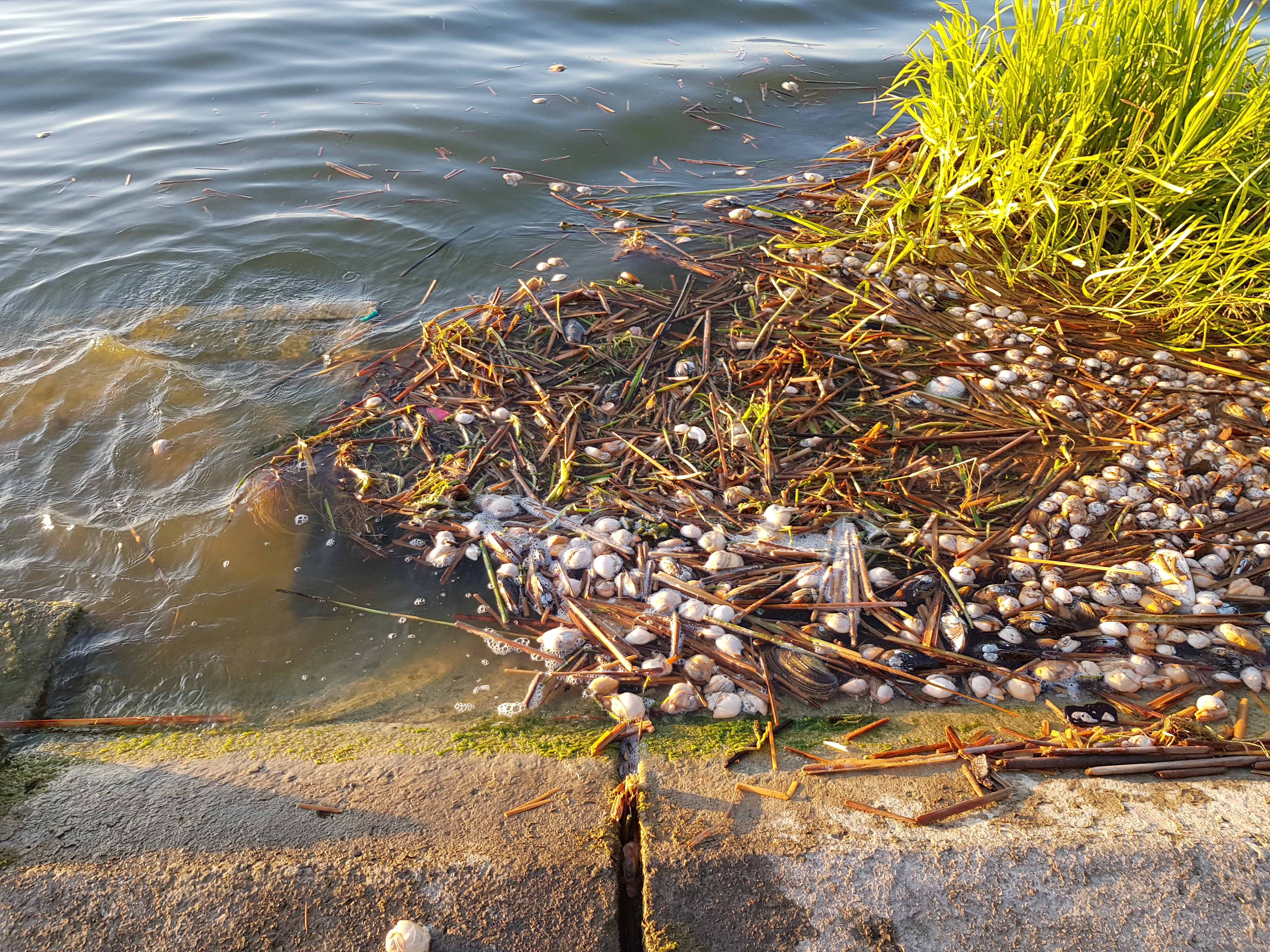 W Zalewie Zemborzyckim masowo padają małże. Pobrano próbki wody do badań (zdjęcia)
